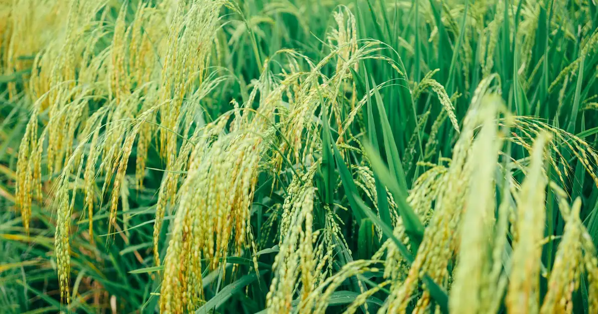 Farmers in Andhra Pradesh cultivating diverse indigenous agriculture seeds in the Eastern Ghats.