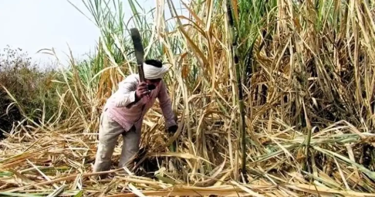Cane Yield Decline & Sugar Crisis: ISMA Seeks New Variety