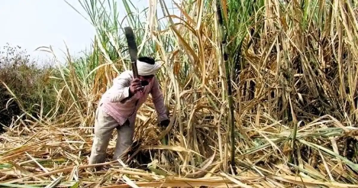 Cane Yield Decline & Sugar Crisis: ISMA Seeks New Variety