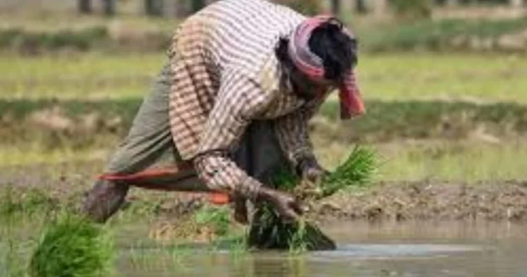 Farmer inspecting barbed wire fence protecting green crops from stray animals in India.