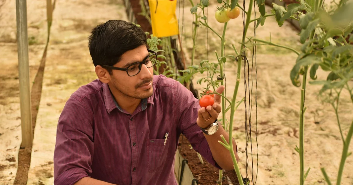 Tamil Nadu farmers facing financial distress due to low tomato prices and abundant produce.