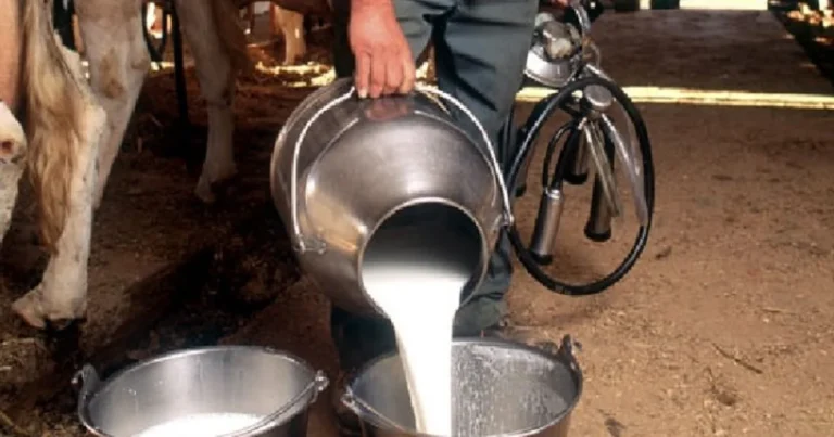 Indian farmer milking a cow, highlighting FSSAI agriculture milk safety regulations.