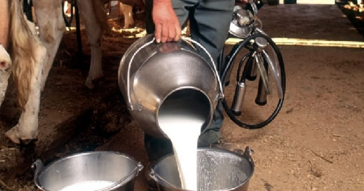 Indian farmer milking a cow, highlighting FSSAI agriculture milk safety regulations.
