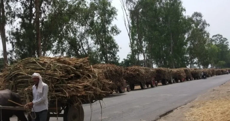 Haryana Chief Minister announcing the country's highest sugarcane price, a boost for agriculture. horticulture
