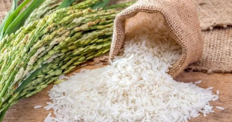 Iran Conflict Threatens India's Basmati Rice Exports