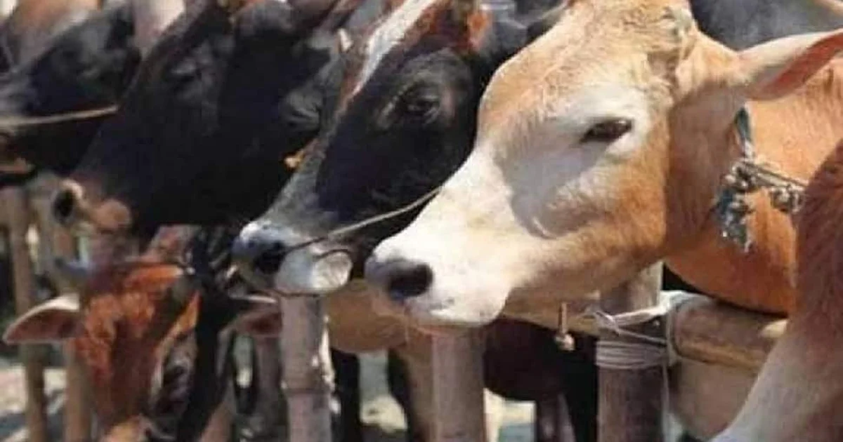 Farmer using mobile phone to photograph cattle for Gau Swastha AI livestock health analysis