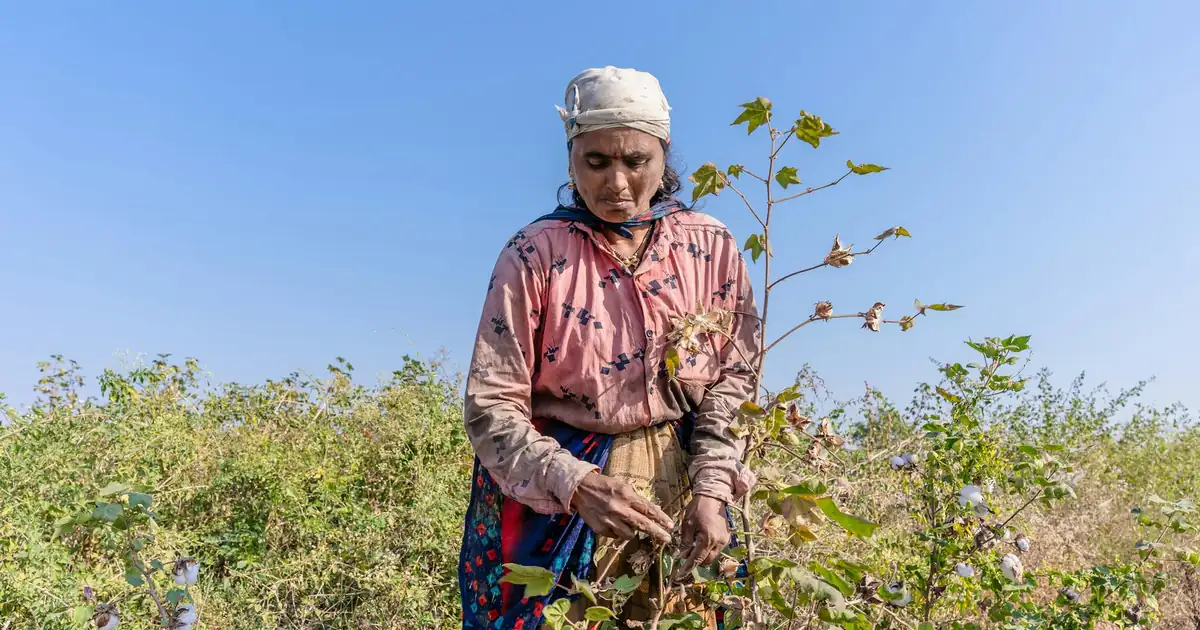Indian cotton farmer inspecting crops, benefiting from MSP funding