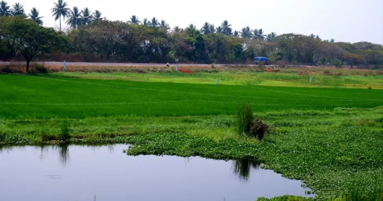 PM Kisan Status Check 2026: List & Payment Update