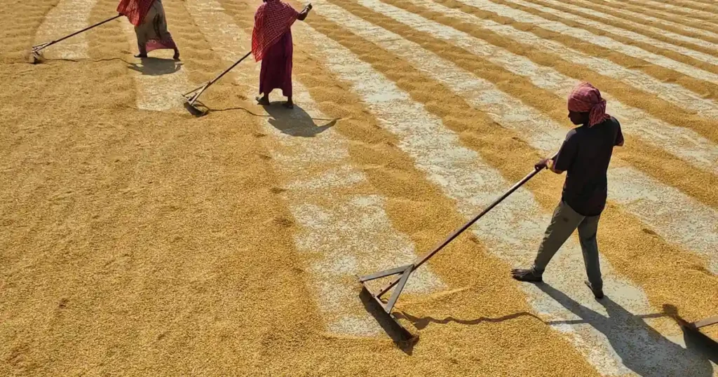 Indian farmer inspecting heat-stressed wheat crop under a harsh sun, showing the impact of extreme heat on agriculture.