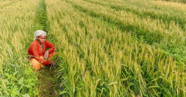 Farmers selling wheat at a government procurement centre in UP under the new MSP policy