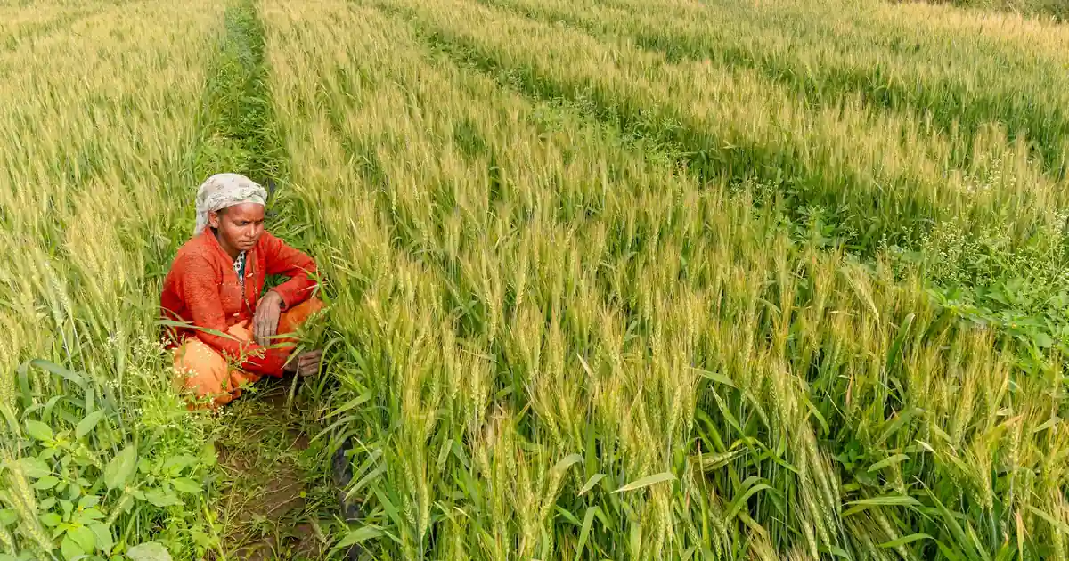 Farmers selling wheat at a government procurement centre in UP under the new MSP policy