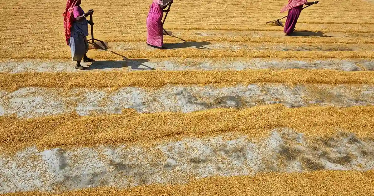Indian agriculture farmer checking crops with fertiliser bags, impacted by West Asia conflict.